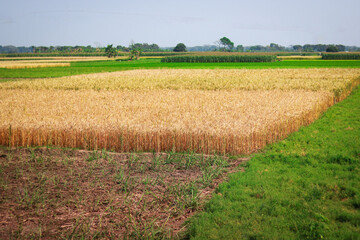 Agricultural field of wheat in the countryside of Bangladesh, Asia