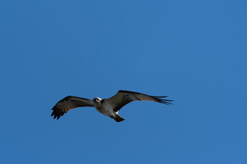 ミサゴの飛翔（カメラ目線）