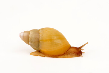 Achatschnecke // Giant Snail (Lissachatina allisa / Achatina alissa)