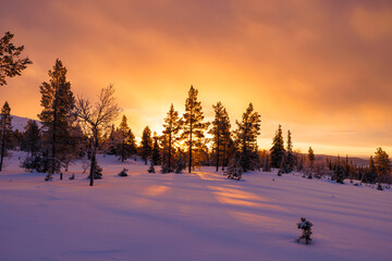 Sunrise in winter landscape in the Pallas-Yllästunturi National Park in Lapland, northern Finland