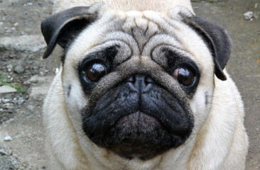 Fototapeta premium dog face close up