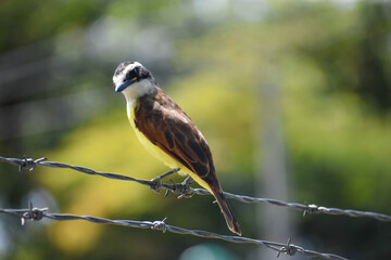 Great Kiskadee (Pitangus sulphuratus)