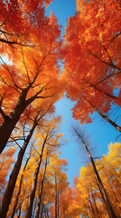 Autumn Splendor: A Scenic Display of Fall Colors in a Forest