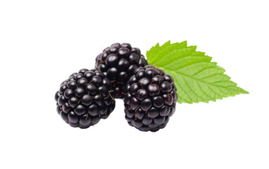 Juicy Blackberry Isolated on Transparent Background
