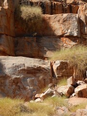 A rock wallaby rests on a sandstone boulder at the base of a cliff, while another stands in the shadows higher up the rock face. Grassy scrub grows among the rocks.