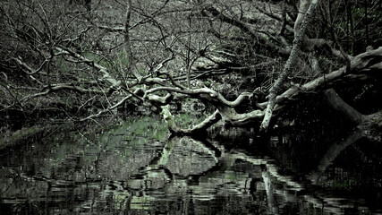 A tree that falls down in a mysterious forest but still lives as if it were crawling over a pond