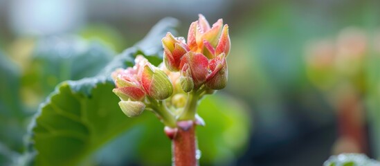 A detailed view of a rhubarb flower growing on a plant in a vegetable garden during the spring season. The flower showcases delicate petals and a central stigma, with surrounding green leaves.