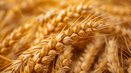 Grain deal concept wheat close up .
