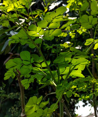 Obraz premium Closeup view of moringa leaves. Plants. Macro photography. Texture. Herb's. Selective focus. 