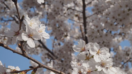 cherry flowers against blue sky