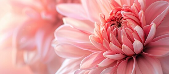 This close-up shot captures the vibrant pink petals of a blooming flower against a blurred background, showcasing its intricate details and beauty.