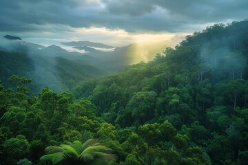 Tropical Evergreen Rain Forest, Rain Forest The nature of various plant species It is complete in terms of ecosystems, biomes, fertile areas, high angle reserved forests, and drone views.Landscape. - obrazy, fototapety, plakaty