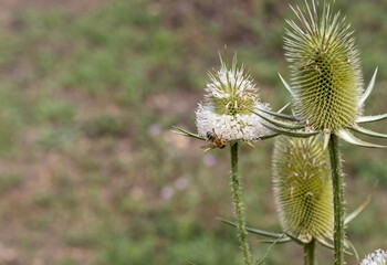 wild bees collect nectar from plants on a sunny day in an autumn foothill park.