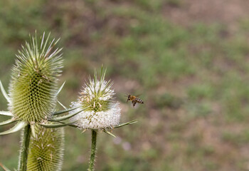 wild bees collect nectar from plants on a sunny day in an autumn foothill park.