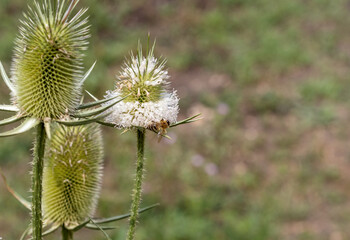 wild bees collect nectar from plants on a sunny day in an autumn foothill park.