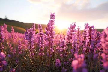 Gordijnen lavender field at sunset. © Shades3d