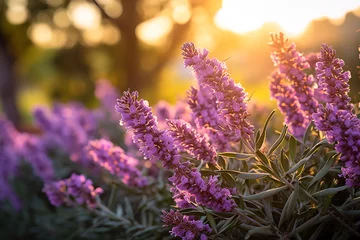Muurstickers lavender field at sunset. © Shades3d