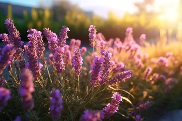 Fototapeten lavender field at sunset. © Shades3d