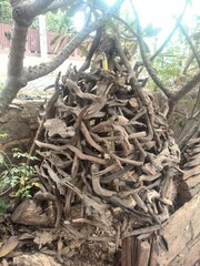 Laos