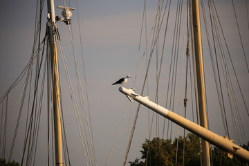 a seagull sits at the end of a saling ship mast in the port of Stockolm