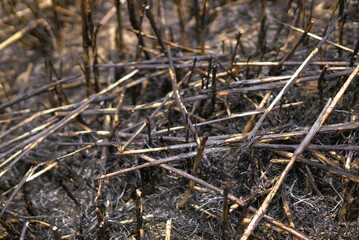 Illustration of burnt field, ash from grass burn