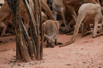Fototapeta premium The young kangaroo is rest on the nature garden