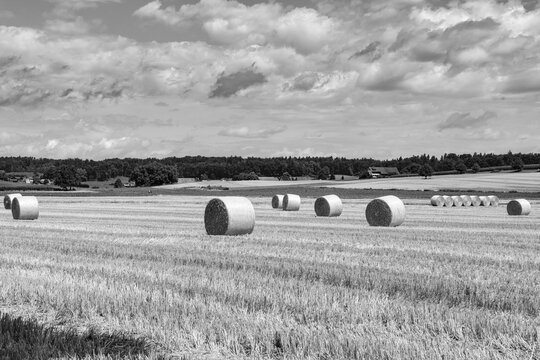 black and white picture of a stubble field with haybales