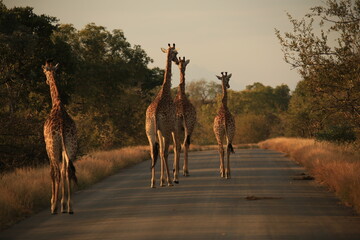 a group of giraffes walk on a road in Kruger NP,  South Africa
