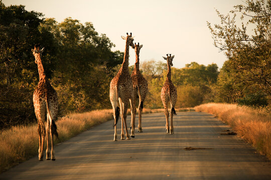 four giraffes walk on a road in Kruger NP, South Africa