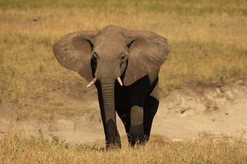 a single african elephant in the savnnah of tanzania
