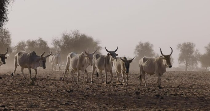 Fulani cattle walking in the Sahel, Sahara Desert, North Africa. Drought, Climate Change, Desertification