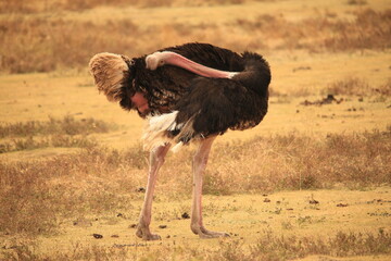 a male ostrich in the dry savanna