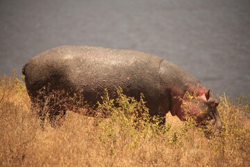 a hippo on a riverbed at daytime