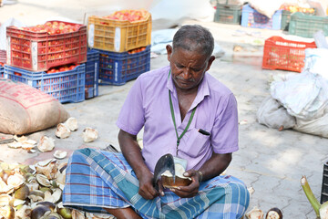 Indian farmer cuts and sells palmyra palm fruit at farmer's market	

