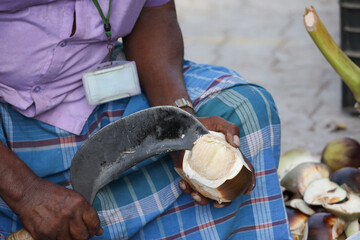 Indian farmer cuts and sells palmyra palm fruit at farmer's market	
