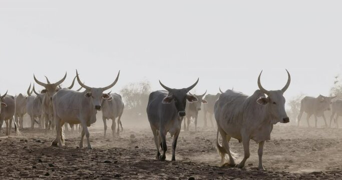 Fulani cattle walking in the Sahel, Sahara Desert, North Africa. Drought, Climate Change, Desertification