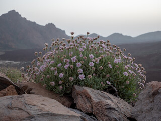 Blumen im Teide Nationalpark