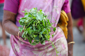 Indian woman selling greens (Thoothuvalai) at farmer's market	
