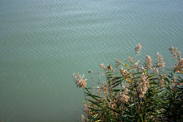 Reeds bloom against the background of the lake. Small ripples on the lake and thickets of reeds. Reeds grow at the water's edge on a summer day.