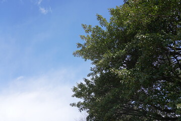 荒子公園 梅まつり 春