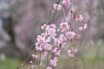 荒子公園 梅まつり 春