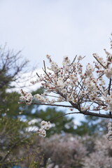 荒子公園 梅まつり 春
