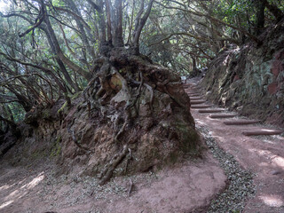 Lorbeerwald auf Teneriffa
