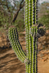Cactus in El Triunfo Mexican ghost town