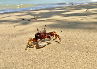 Crab on the beach. Horned ghost crab(Ocypode ceratophthalmus) or horn-eyed ghost crab. It lives in Indo-Pacific region from the coast of East Africa to Philippines, Japan to the Great Barrier Reef. 