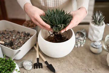 Woman holding Aloe Aristata house plant with roots for replanting