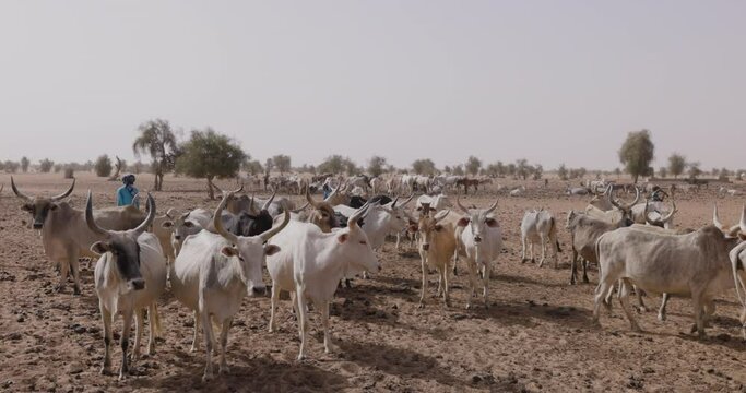 Black African herder and son watching over his Fulani cattle in the Sahel, Sahara Desert, North Africa. Drought, Climate Change, Desertification