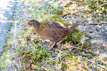 ミルフォードサウンドの小鳥