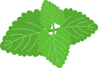 Fototapeta premium Herbal catnip leaves