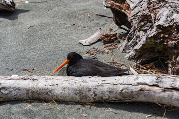 ニュージーランドのニュージーランドミヤコドリ